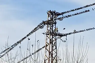 ЕРП Север: Струпванията на множество птици по въздушните електропроводи влияят на качеството на доставяната електроенергия
