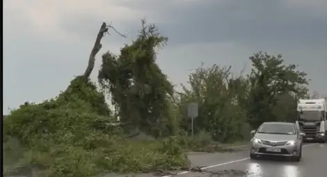 Множество сигнали за паднали дървета заради силния вятър в Русенско