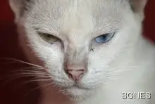 Променете цвета на очите си за 15 минути