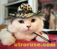 Коте измина 300 км под капака на кола 