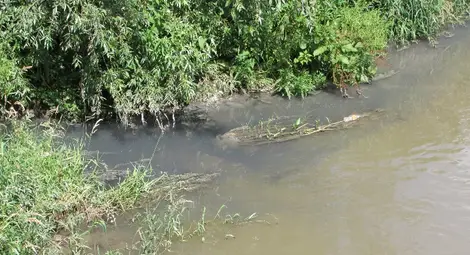 Русенски Лом отново потече в неестествен цвят