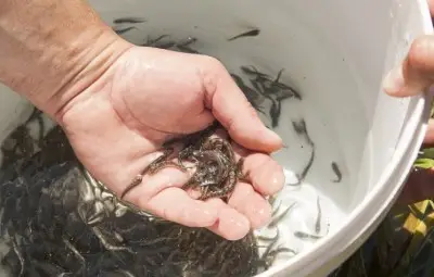 Пуснаха 70 000 млади балкански пъстърви в наши планински реки