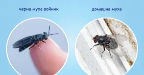 Земеделска фирма прави ферма за ларви на черна муха войник