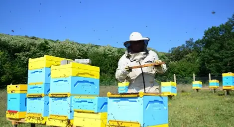 Приключва приемът на документи за плащане по пчеларската програма