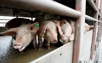 80 000 прасета в индустриалните ферми вече са избити 80 000 прасета в индустриалните ферми вече са избити