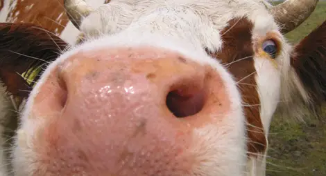 Лакома крава паднала в септична яма в къщата на англичанин