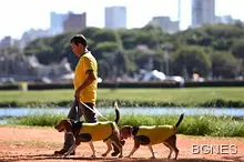 Притежаването на куче подмладява с 10 г.