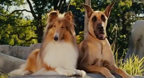 Дори и кучетата ревнуват