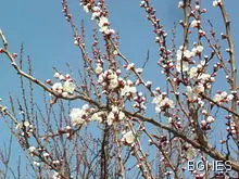 Овошките край Сандански цъфнаха