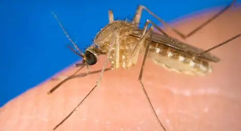 Западнонилската треска завладява Балканите: 9 жертви в Сърбия, 2 в Гърция и 1 в Румъния