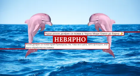 Фактчек: Манипулирани снимки твърдят, че в Приморско, Варна или Северна Каролина е забелязан розов делфин Фактчек: Манипулирани снимки твърдят, че в Приморско, Варна или Северна Каролина е забелязан розов делфин