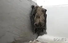 Ебола е тръгнала от консумация на месо от прилепи в Гвинея