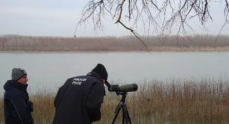 Тундрови лебеди зимуват на Дунава