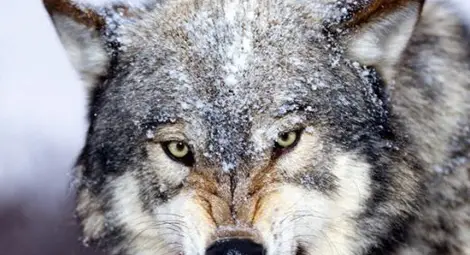 Глутница вълци мутанти тормози село