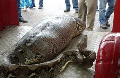 Шок! Питон глътна заспал пияница пред магазин за алкохол