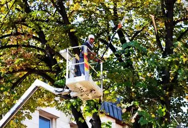 Пораснали клони на дървета карат тока да примигва Пораснали клони на дървета карат тока да примигва