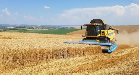 Жътвата стартира с по-високи  добиви от миналогодишните