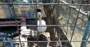 1000 лева глоба за гледане на неми лебеди в двора