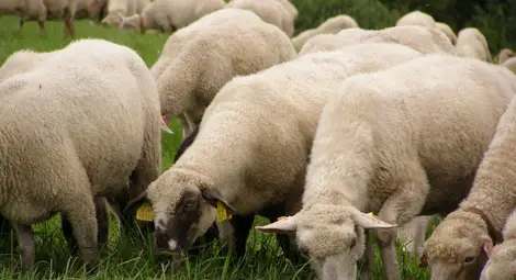 В Ловешко са умрели над 200 животни с непотвърдена диагноза "син език"