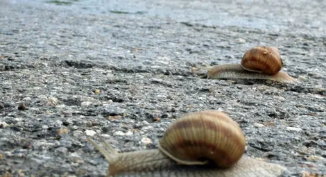 Ако се вярва на охлювите, зимата ще е сравнително мека