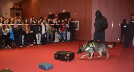 Немска овчарка откри дрога  на червения мокет в Доходното