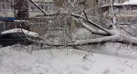 Десетки сигнали за паднали дървета и закъсали коли заляха пожарната