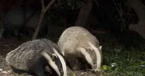 Язовци правят дигите на швейцарско сирене