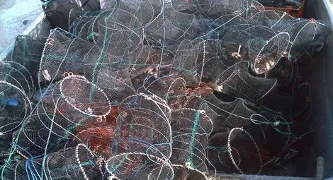 Трима бракониери опънали мрежи на устието на Янтра при Кривина