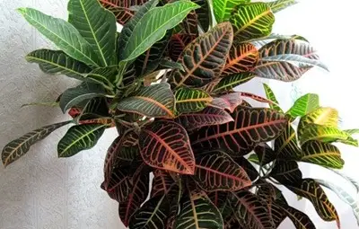 Кои цветя вредят на човека