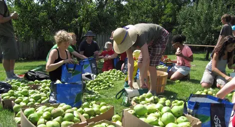 Овощари искат ваучерна система за сезонни работници Овощари искат ваучерна система за сезонни работници