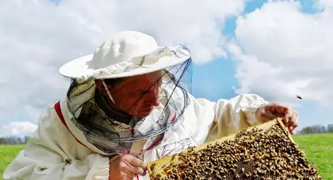 Пчеларите искат електронна система за уведомяване при пръскане с препарати