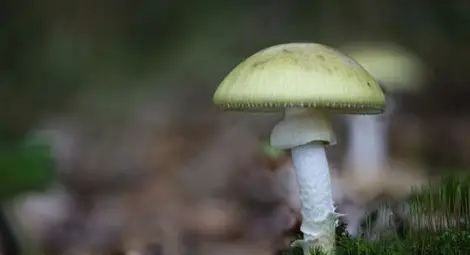 Откриха антидот на най-отровната гъба в света
