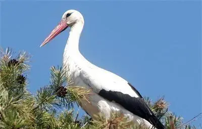 Първият щъркел долетя в Пловдивско