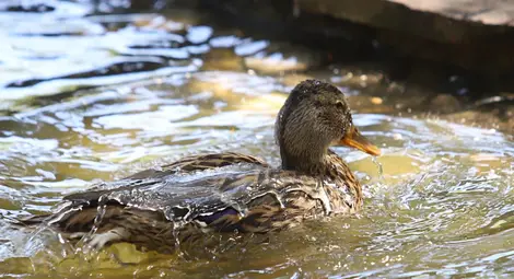 Патици във Франция на съд за шумно квакане