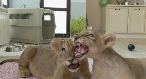 Общинарите в Разград решиха да пратят лъвчетата в Пазарджик