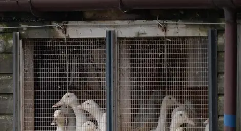 Откриха птичи грип в Хасковско