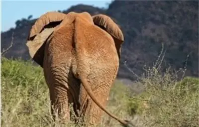 Откриха защо слонът не хваща рак Откриха защо слонът не хваща рак