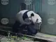 Родените в Япония панди близнаци Сяо Сяо и Лей Лей бяха посрещнати в Китай