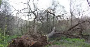 Вдигат Стария бряст в Нисово на постамент като реликва
