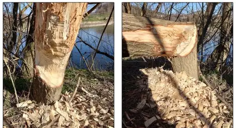 Доц. Йордан Кошев от Института по биоразнообразие-БАН:Завърналите се в Русенски Лом бобри са дошли от Румъния, вероятно от освободени животни в река Олт Доц. Йордан Кошев от Института по биоразнообразие-БАН:Завърналите се в Русенски Лом бобри са дошли от Румъния, вероятно от освободени животни в река Олт