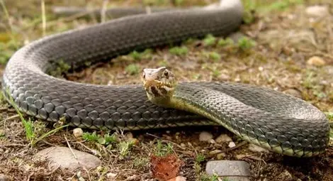 Паника в Монтана: Голям смок се вмъкна в магазин