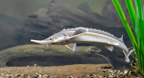 Пуснаха над 20 хиляди  малки чиги в Дунав