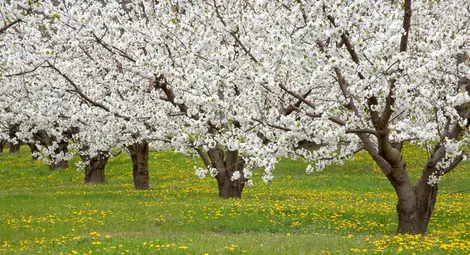 Астрономическата пролет настъпва в 6.30 ч. на 20 март