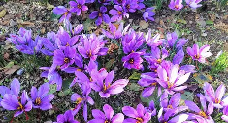 Шафранът - лилавото чудо, което вирее в цяла България