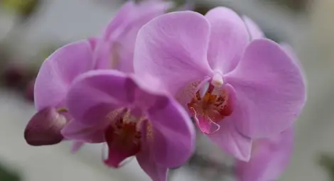 Орхидеите на България не молят, но очакват своите благодетели Орхидеите на България не молят, но очакват своите благодетели