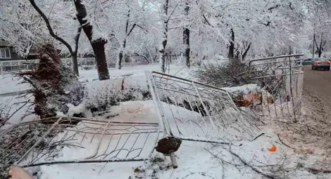Прекършено от снега дърво смаза пет коли до &bdquo;Възраждане&ldquo;