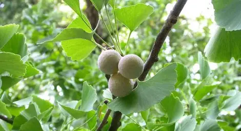 Страничен ефект - гинко билобата пази паметта, но увеличава риска от рак 