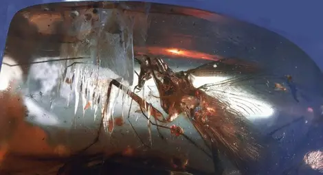 Откриха дългокрака хлебарка на 100 млн. години