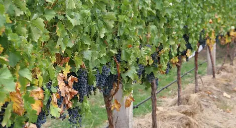 Масивите с лозя и овошки  намаляват с 30% за година