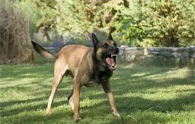 Бездомно куче разкъса момче в Скопие Бездомно куче разкъса момче в Скопие